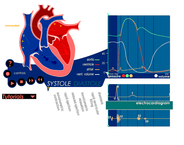 心脏血液循环.gif